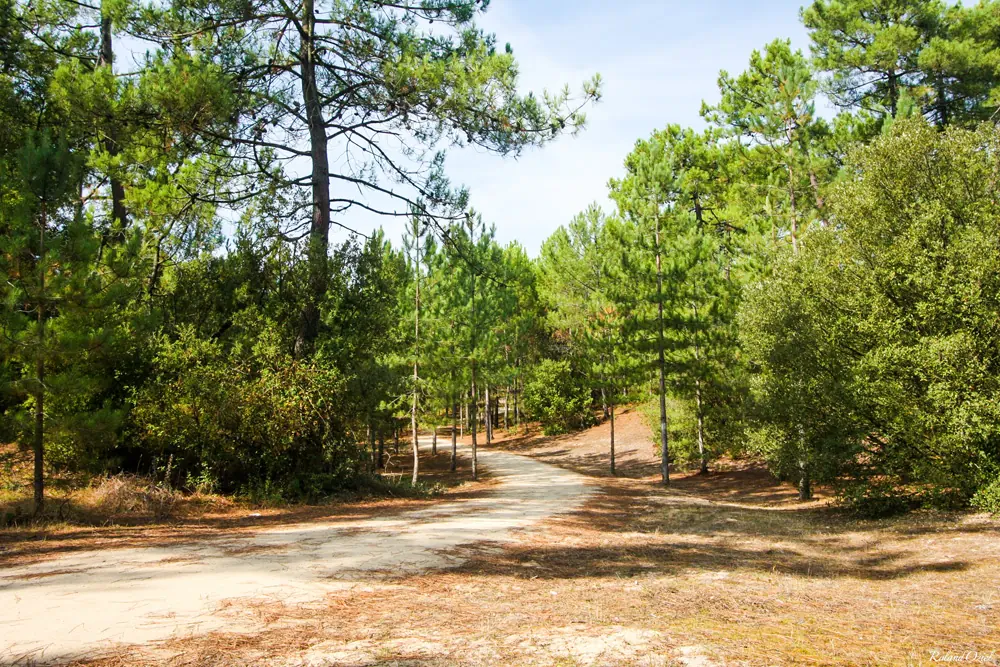 foret de pin saint jean de monts