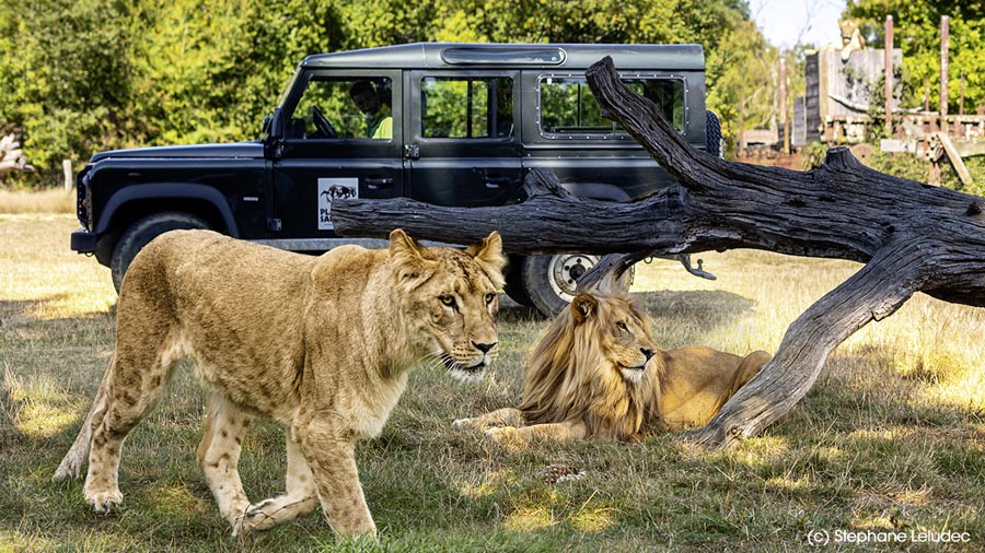 safari vip planete sauvage Vendée
